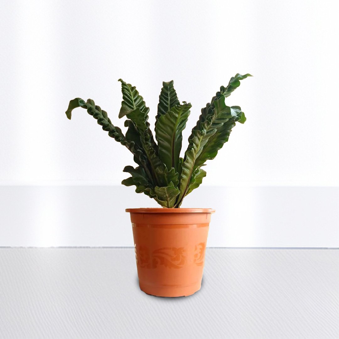 Cobra Fern